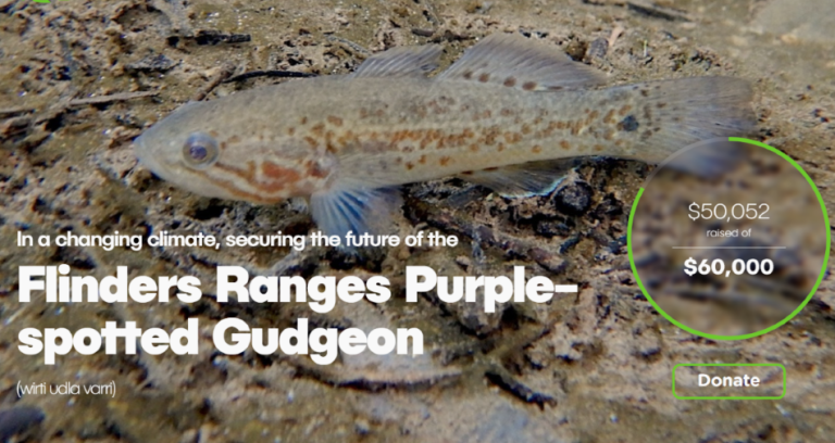 The Flinders Ranges Mogurnda becomes a media star!